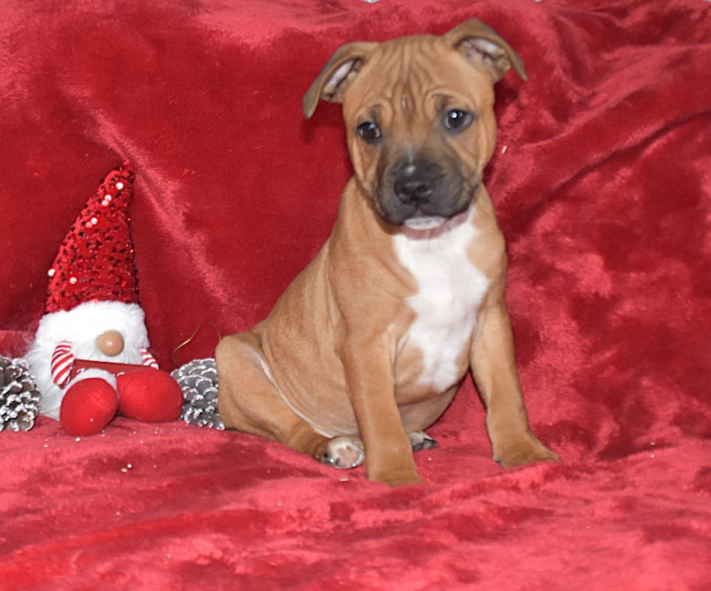 Of Secret's Sources - Chiot disponible  - Staffordshire Bull Terrier