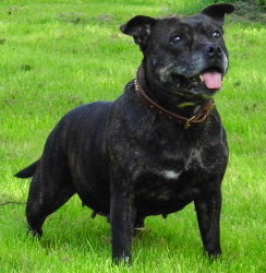 Easy du grand Molosse