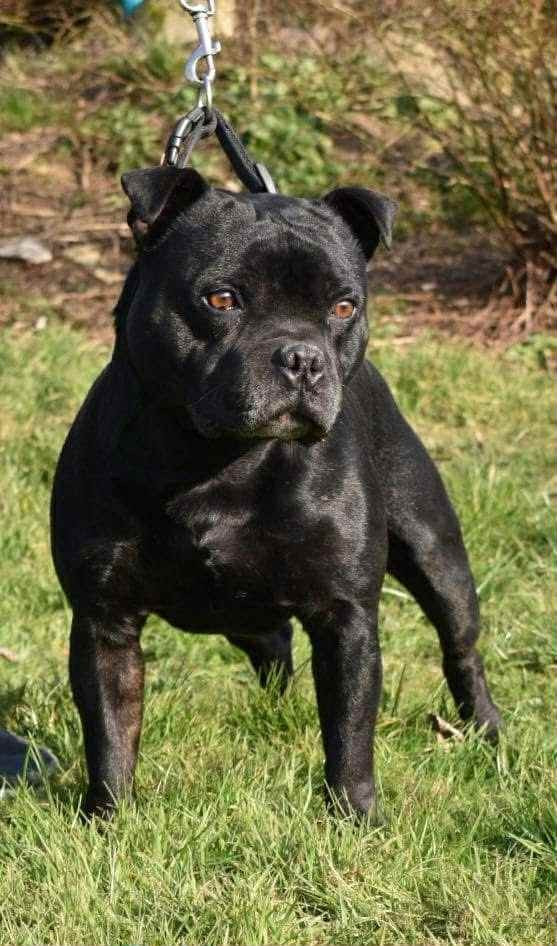 Mc performance Mix Master Mike