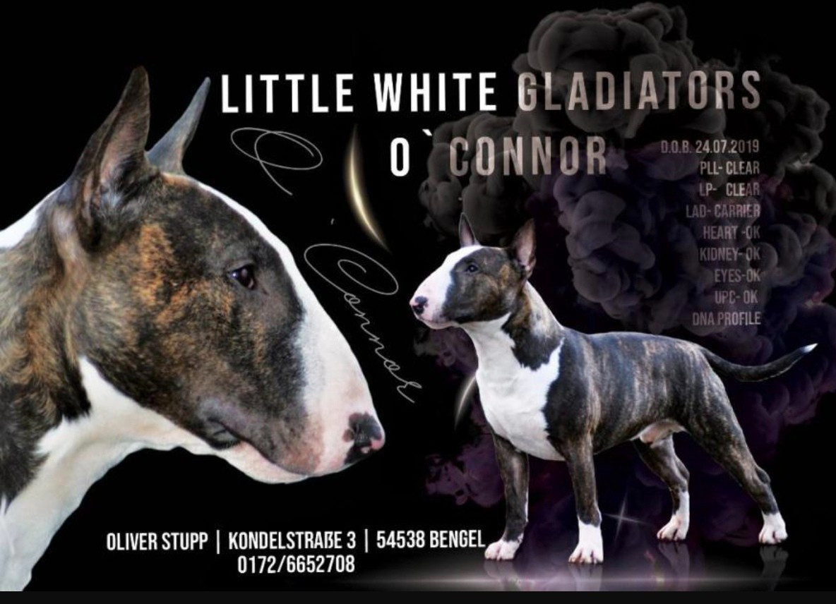 little white gladiators O'Connor