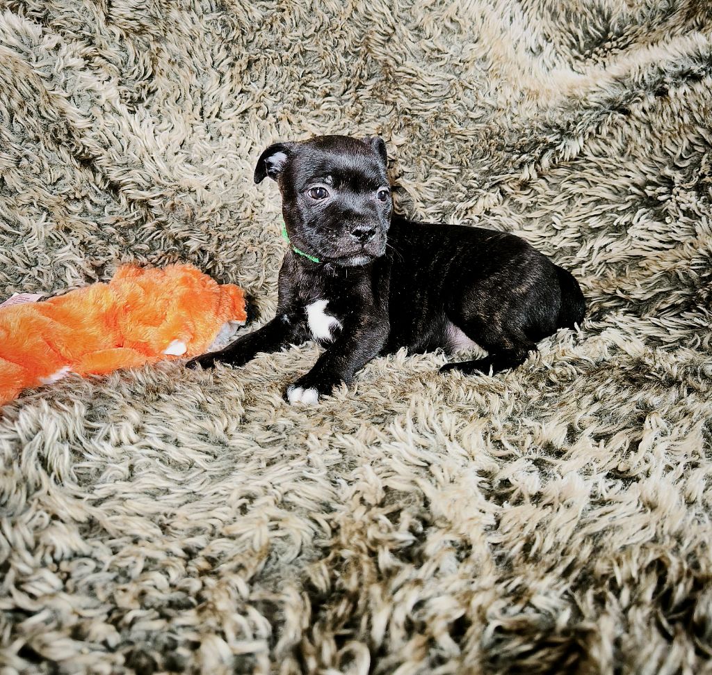 Of Secret's Sources - Chiots disponibles - Staffordshire Bull Terrier