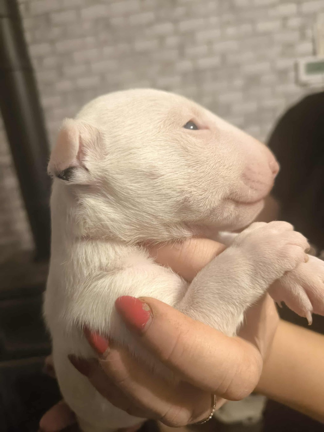 Of Secret's Sources - Chiots disponibles - Bull Terrier Miniature