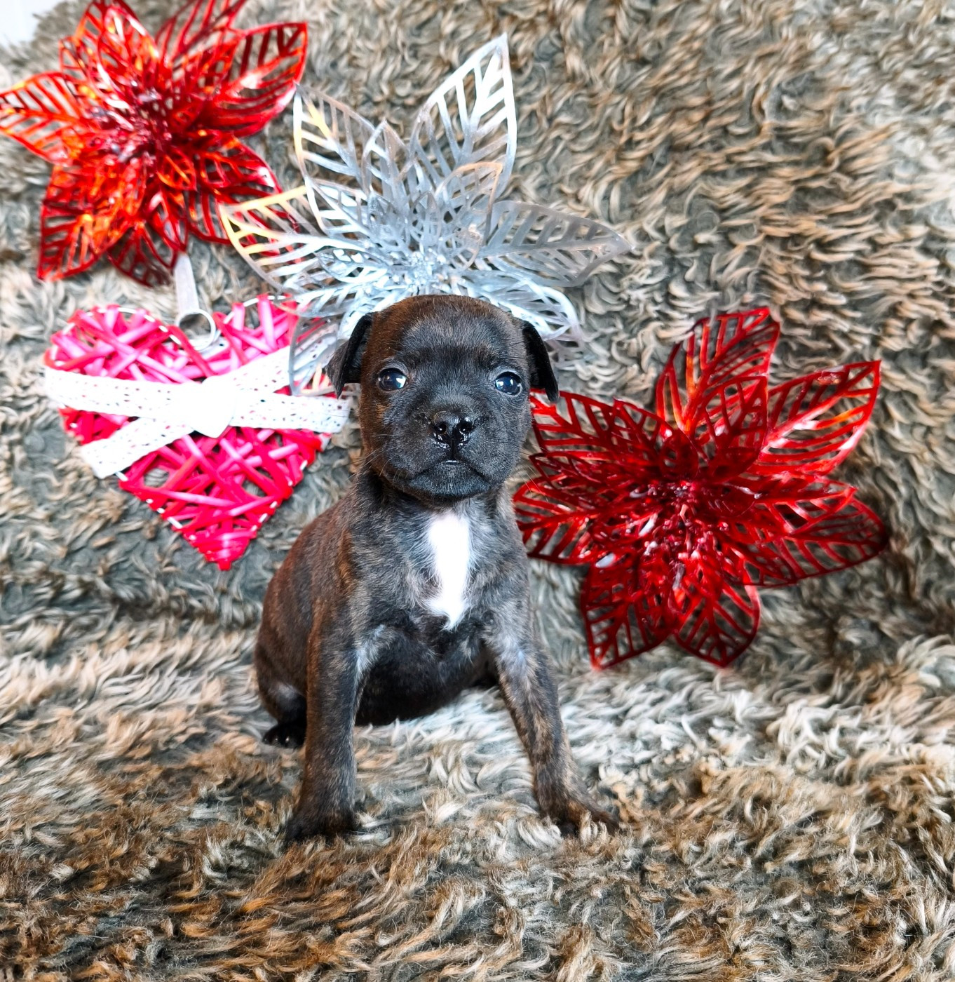 Of Secret's Sources - Chiots disponibles - Staffordshire Bull Terrier