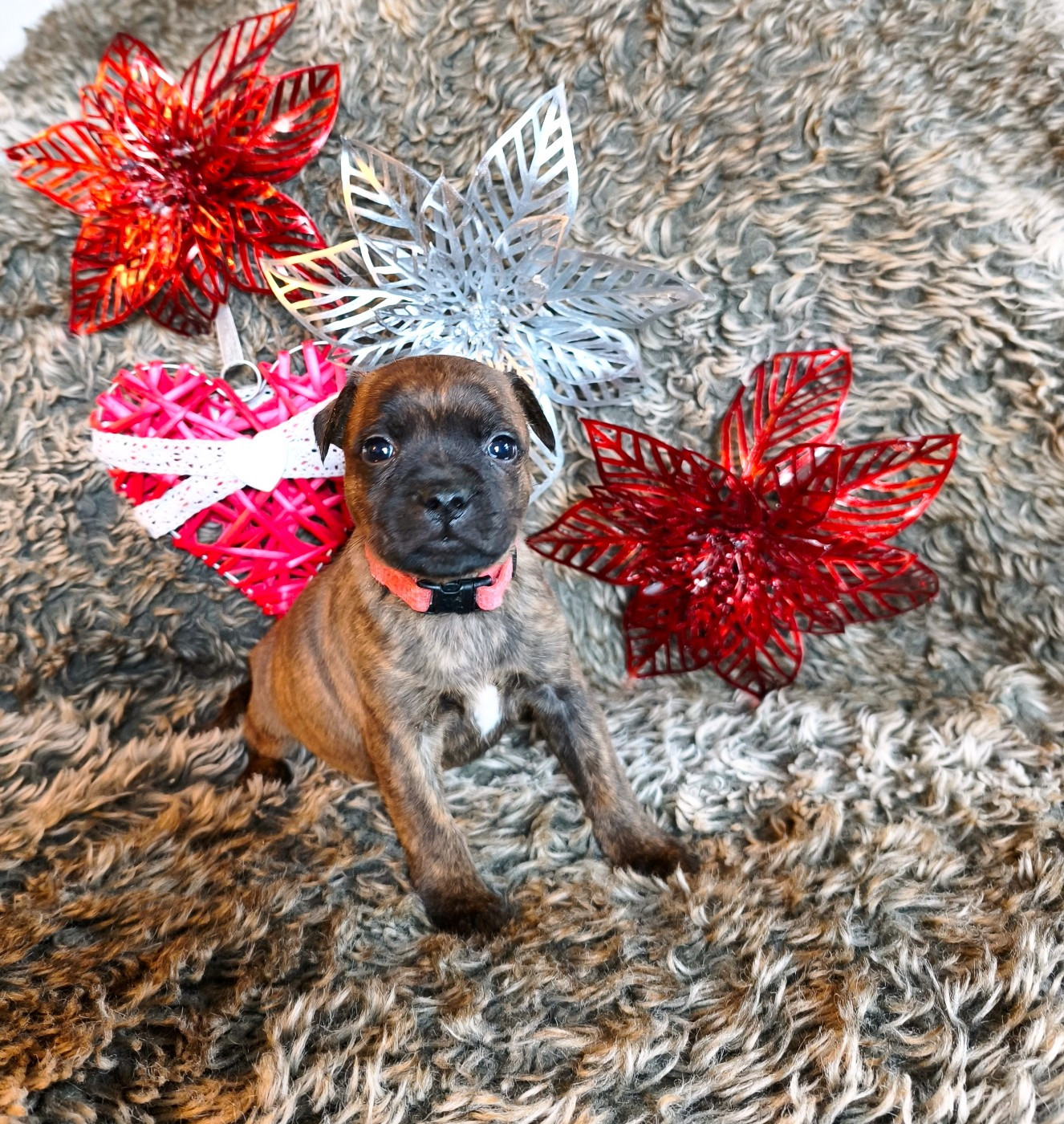 Of Secret's Sources - Chiots disponibles - Staffordshire Bull Terrier