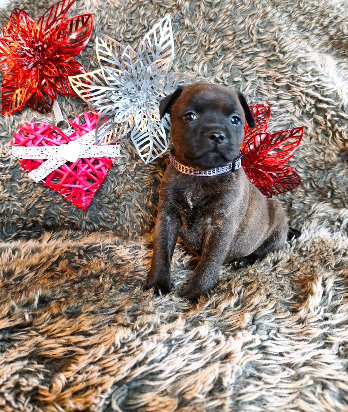 Of Secret's Sources - Chiots disponibles - Staffordshire Bull Terrier