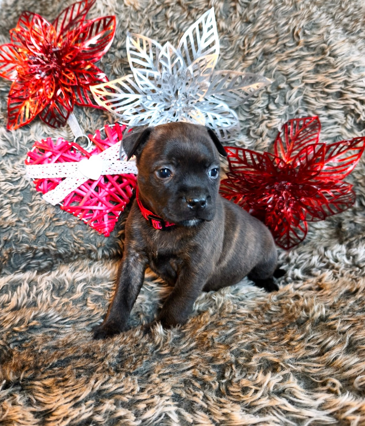 Of Secret's Sources - Chiots disponibles - Staffordshire Bull Terrier