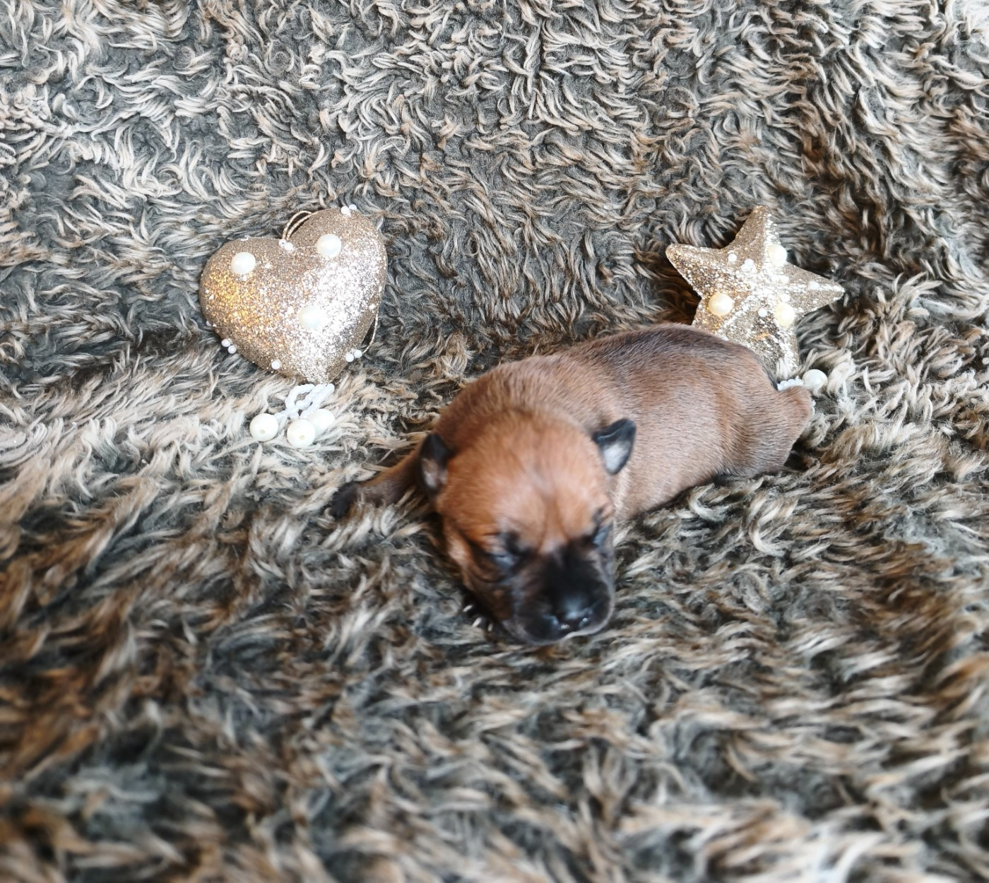 Of Secret's Sources - Chiots disponibles - Staffordshire Bull Terrier