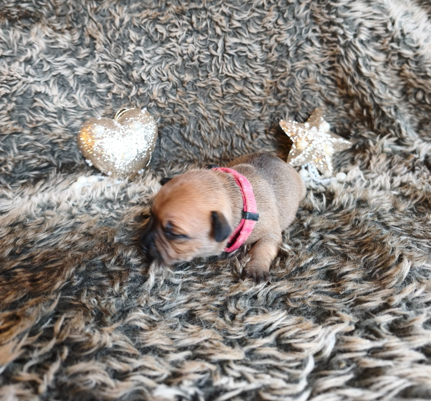 Of Secret's Sources - Chiots disponibles - Staffordshire Bull Terrier