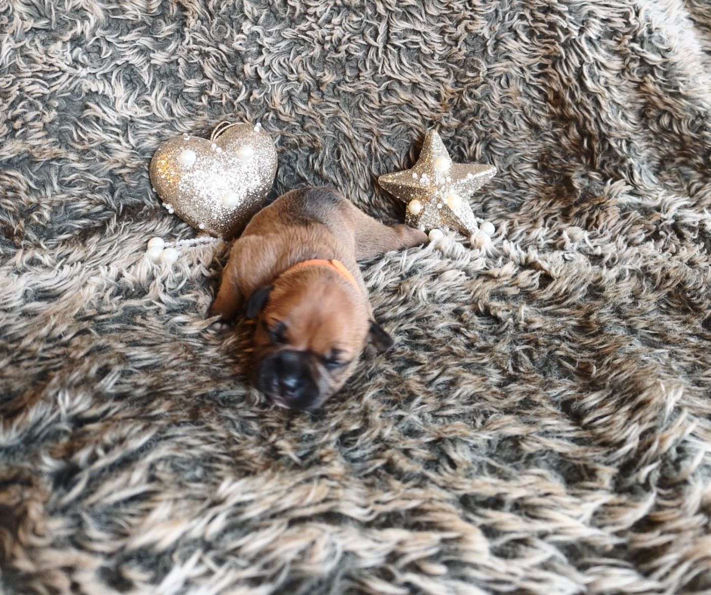 Of Secret's Sources - Chiots disponibles - Staffordshire Bull Terrier