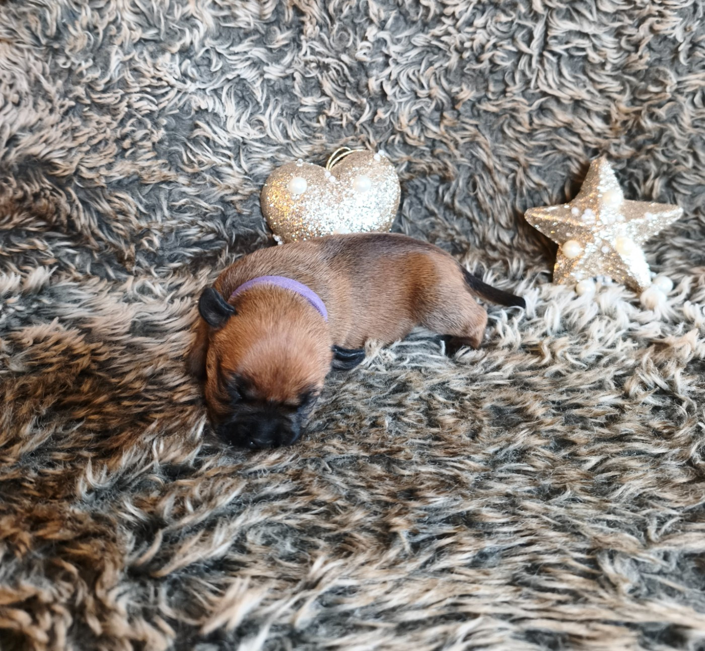 Of Secret's Sources - Chiots disponibles - Staffordshire Bull Terrier