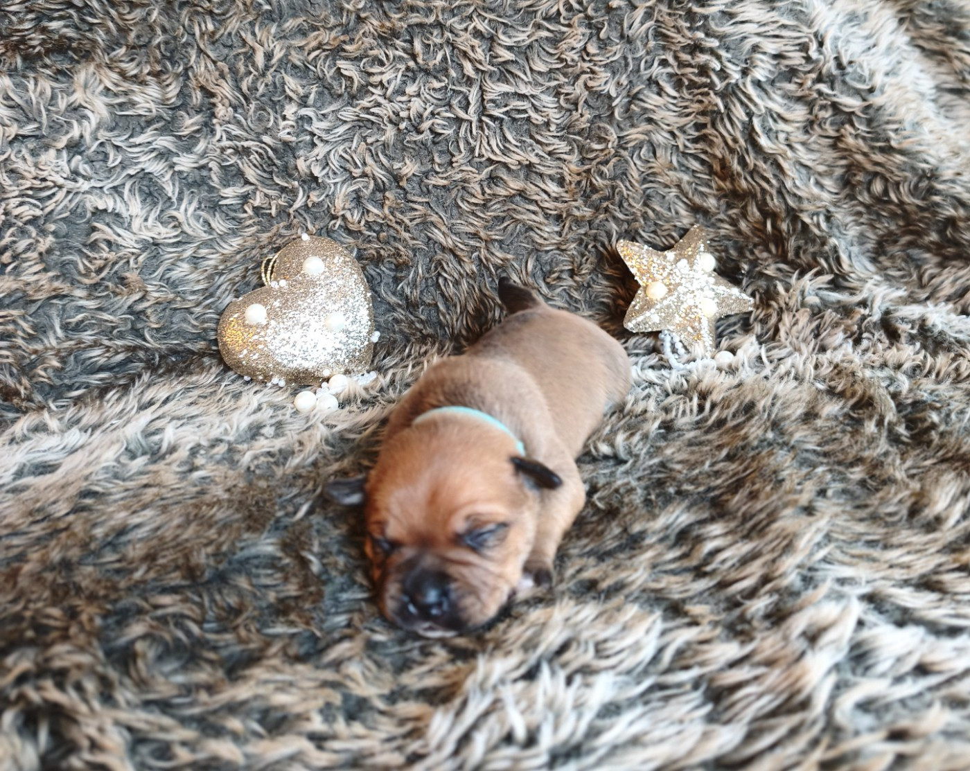 Of Secret's Sources - Chiots disponibles - Staffordshire Bull Terrier