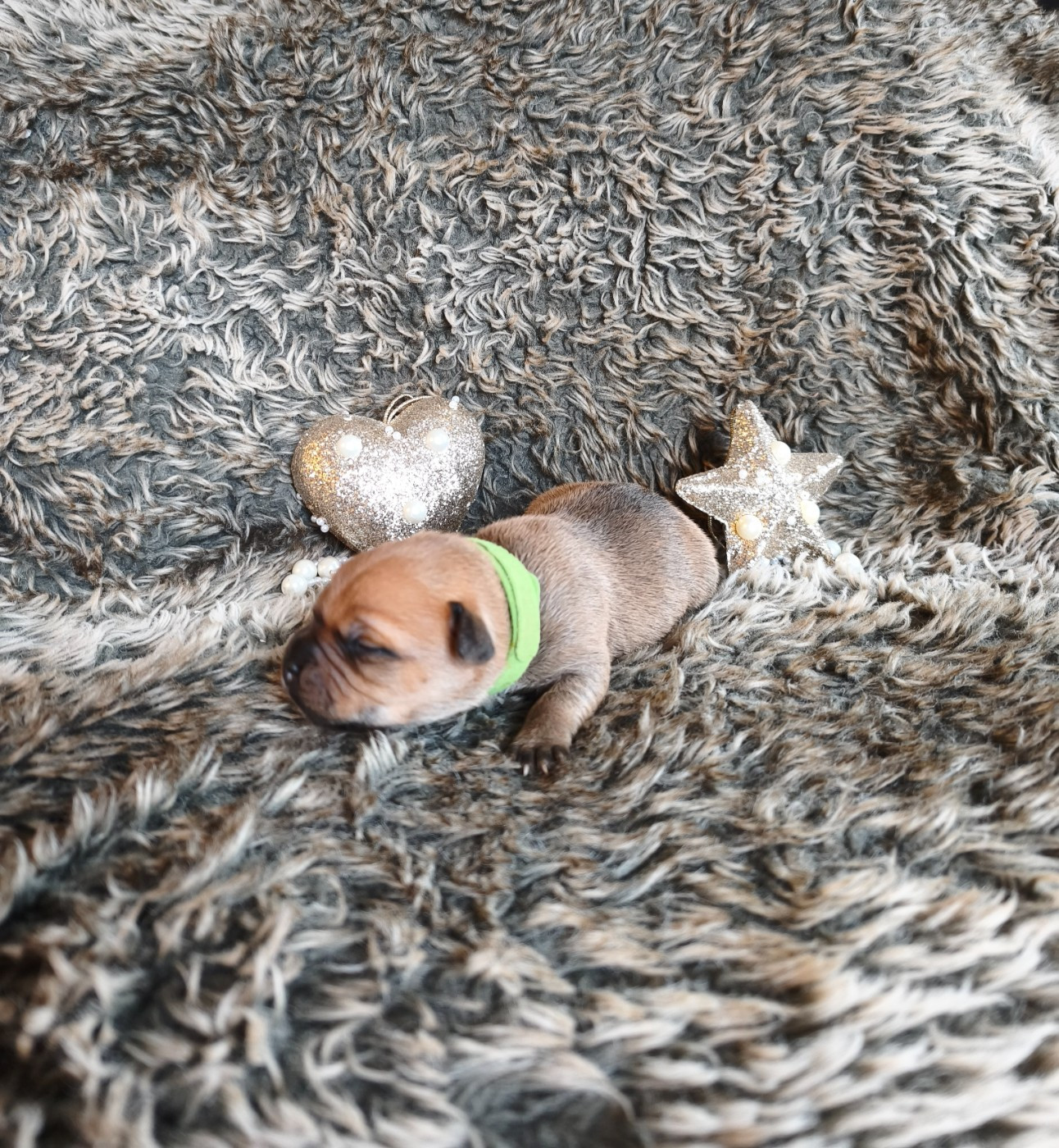 Of Secret's Sources - Chiots disponibles - Staffordshire Bull Terrier