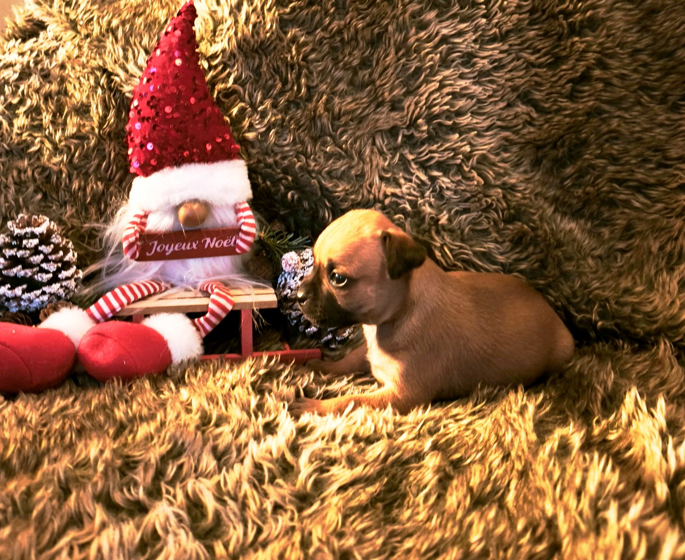 Of Secret's Sources - Chiots disponibles - Staffordshire Bull Terrier