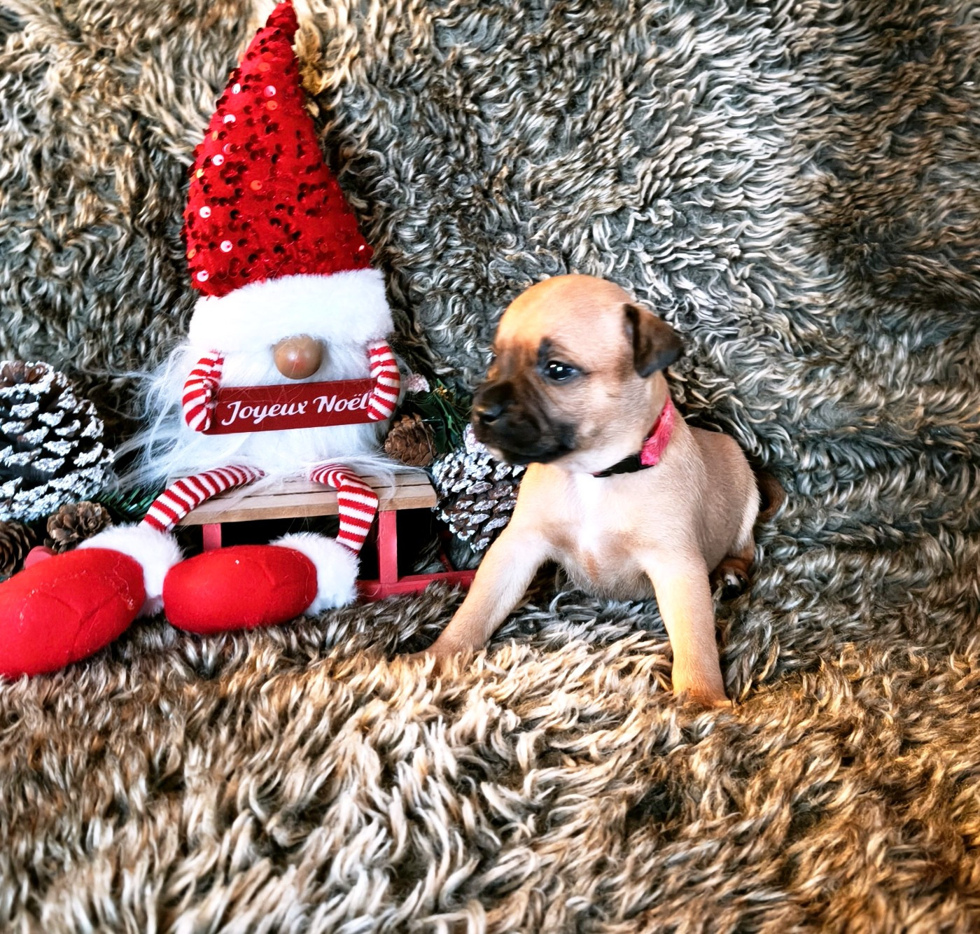 Of Secret's Sources - Chiots disponibles - Staffordshire Bull Terrier