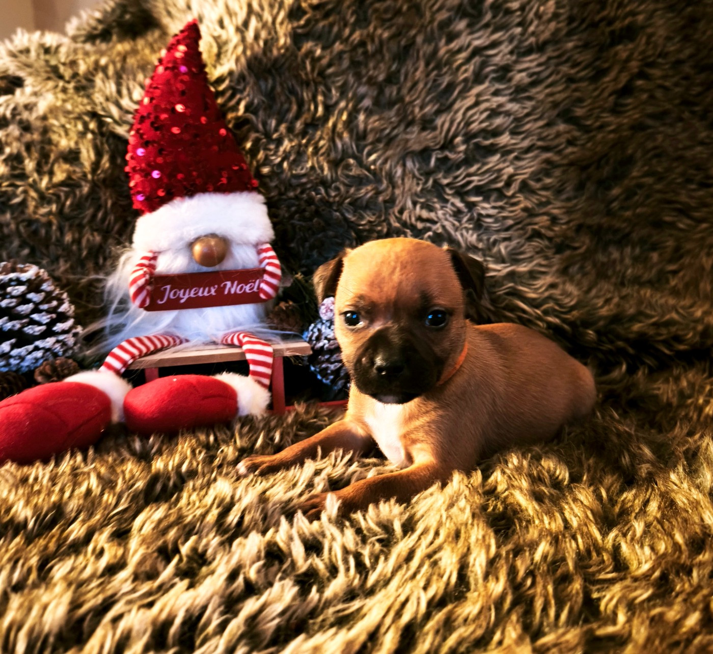 Of Secret's Sources - Chiots disponibles - Staffordshire Bull Terrier