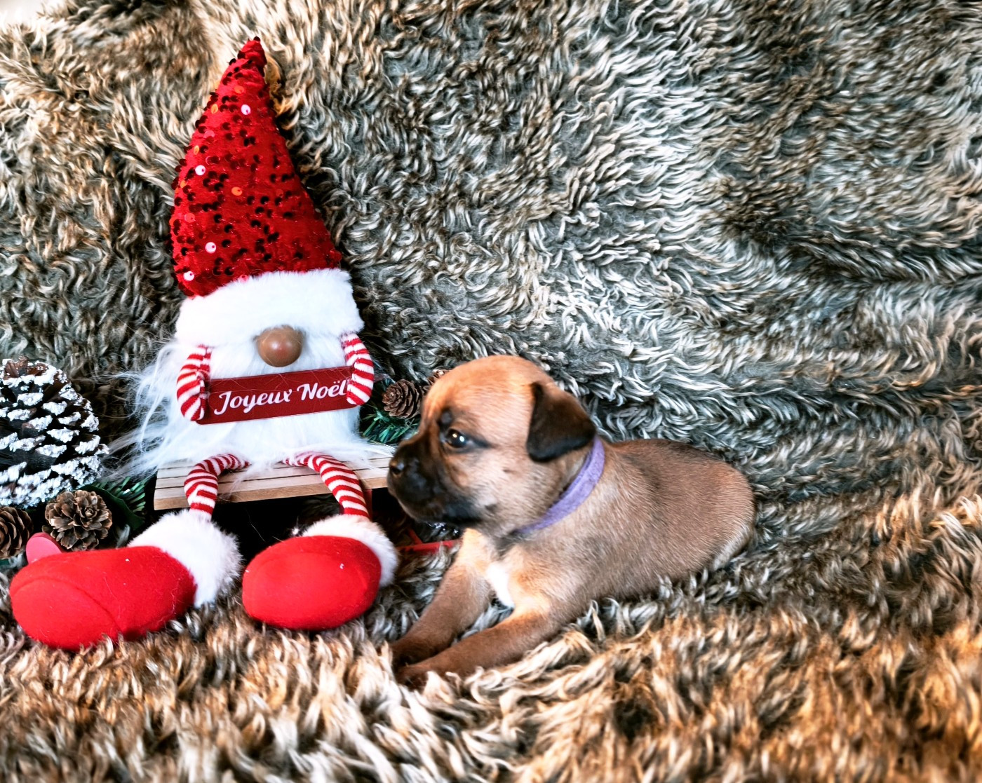 Of Secret's Sources - Chiots disponibles - Staffordshire Bull Terrier