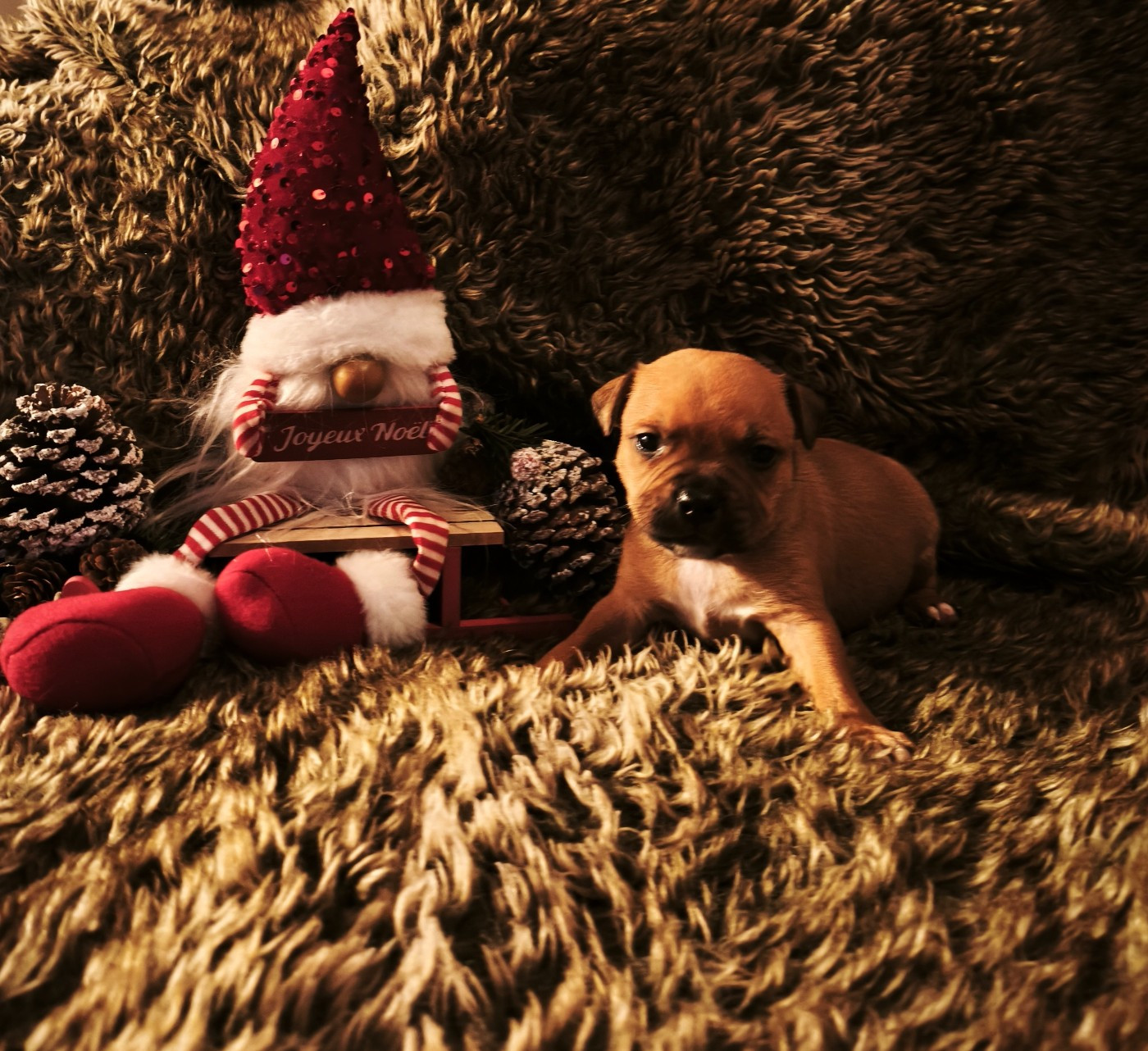 Of Secret's Sources - Chiots disponibles - Staffordshire Bull Terrier