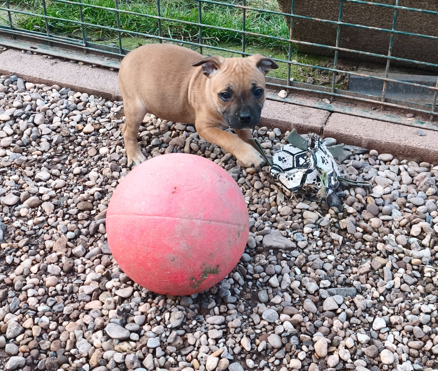 Of Secret's Sources - Chiots disponibles - Staffordshire Bull Terrier