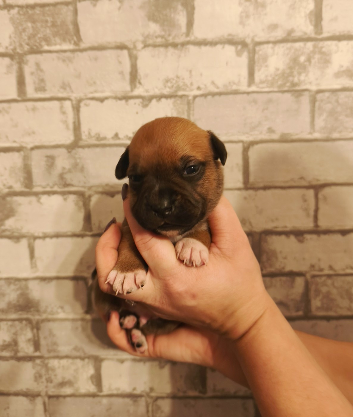 Of Secret's Sources - Chiots disponibles - Staffordshire Bull Terrier