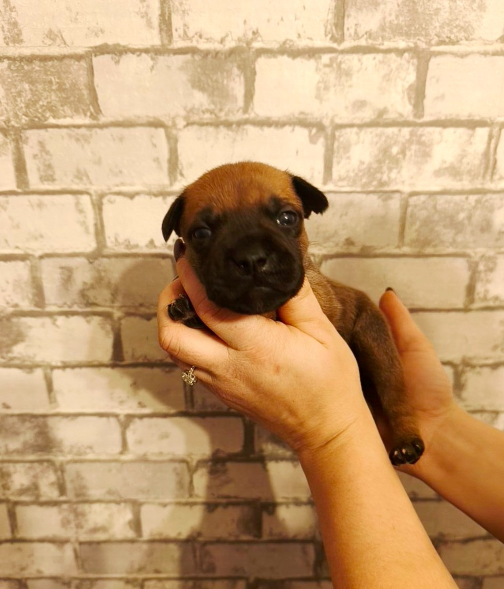 Of Secret's Sources - Chiots disponibles - Staffordshire Bull Terrier