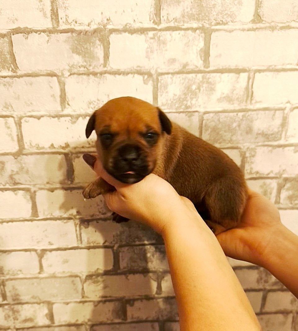 Of Secret's Sources - Chiots disponibles - Staffordshire Bull Terrier