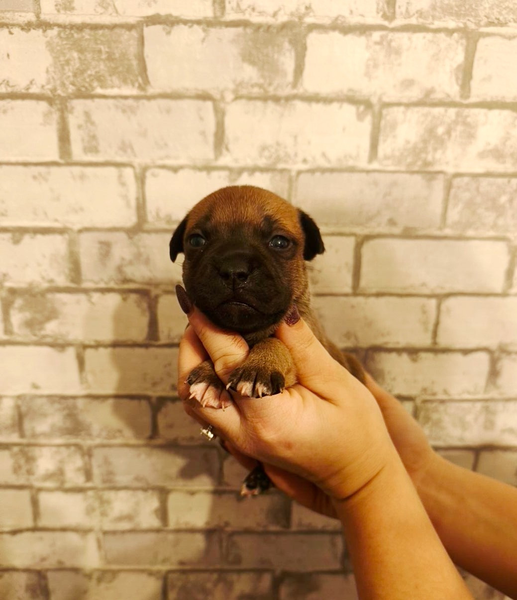 Of Secret's Sources - Chiots disponibles - Staffordshire Bull Terrier