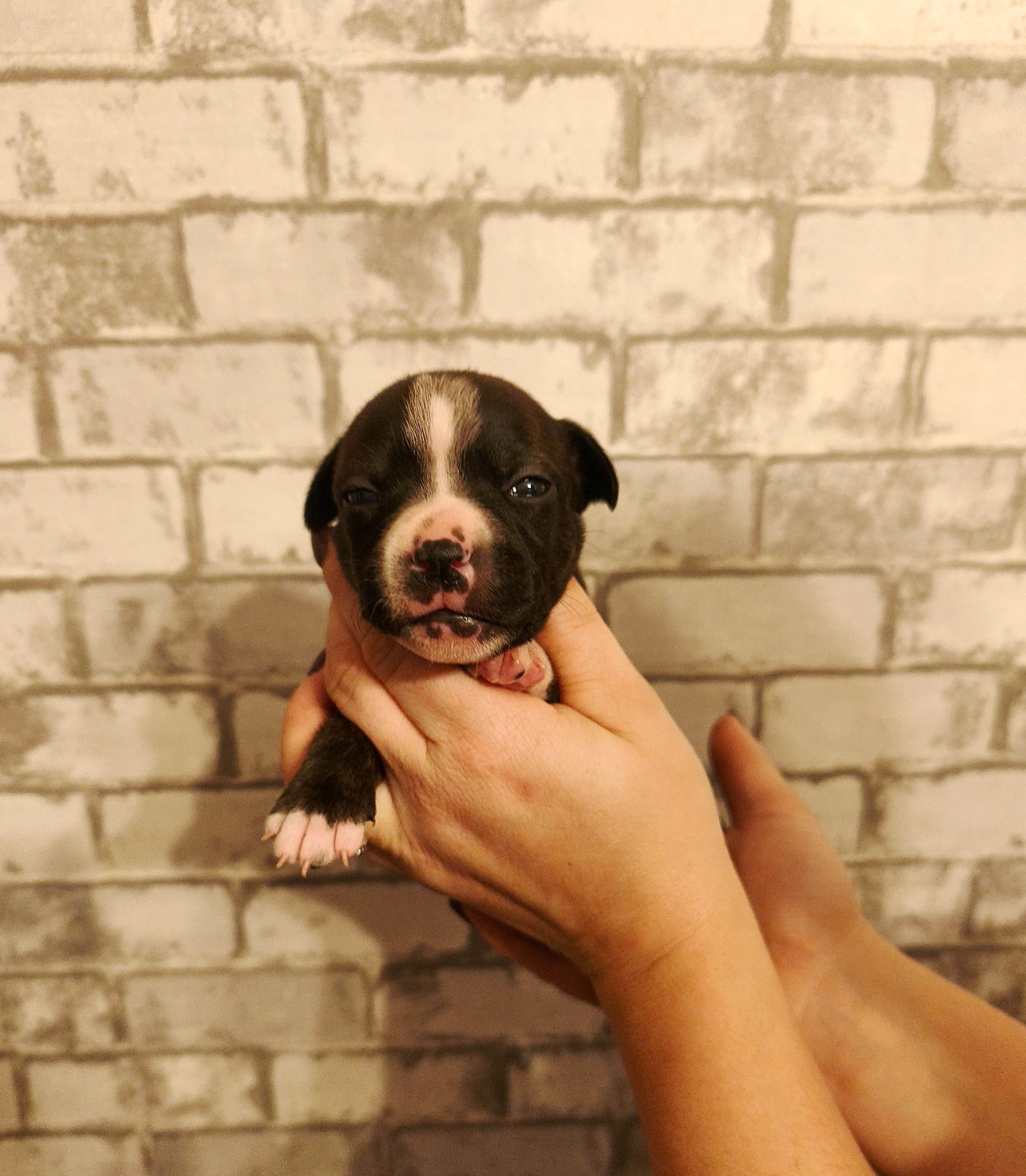 Of Secret's Sources - Chiots disponibles - Staffordshire Bull Terrier