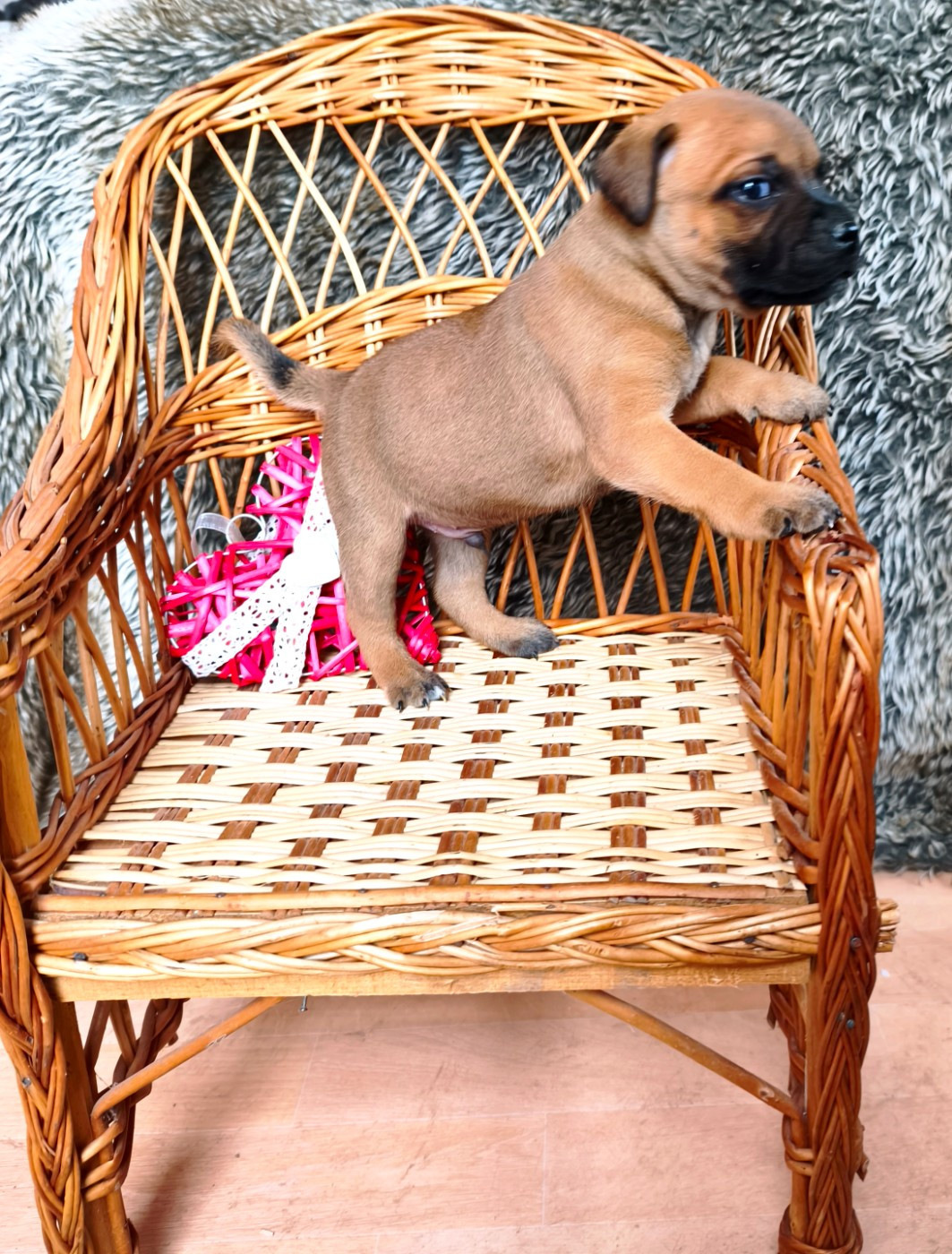 Of Secret's Sources - Chiots disponibles - Staffordshire Bull Terrier