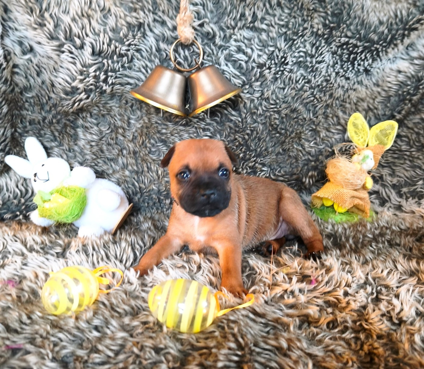 Of Secret's Sources - Chiots disponibles - Staffordshire Bull Terrier