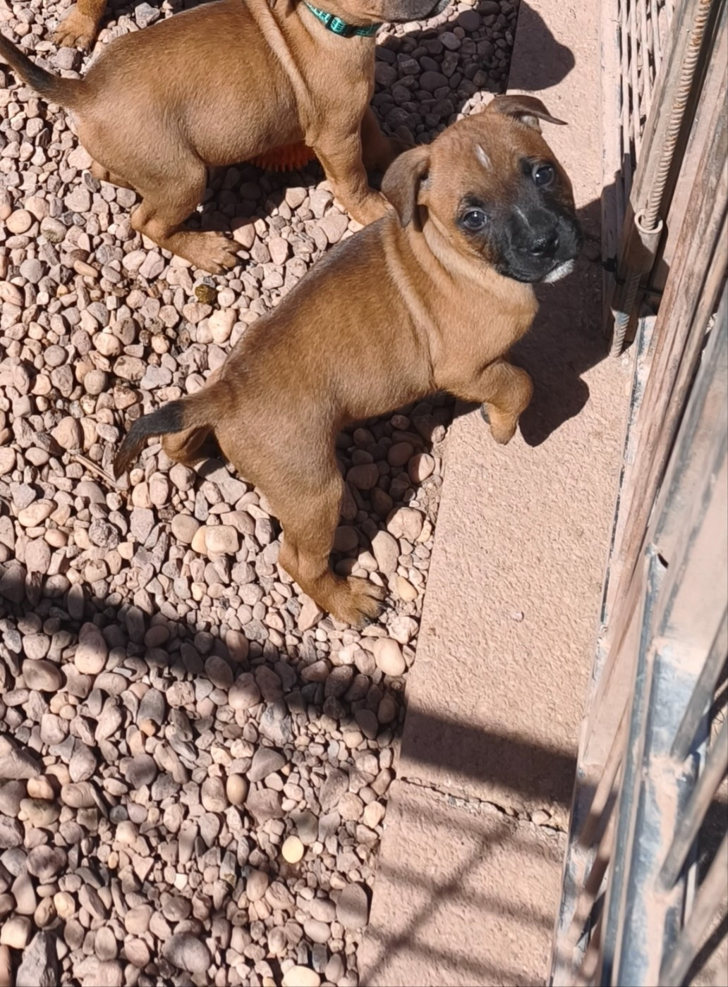 Of Secret's Sources - Chiots disponibles - Staffordshire Bull Terrier