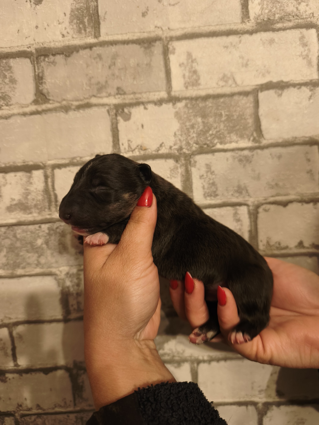 Of Secret's Sources - Chiots disponibles - Bull Terrier Miniature