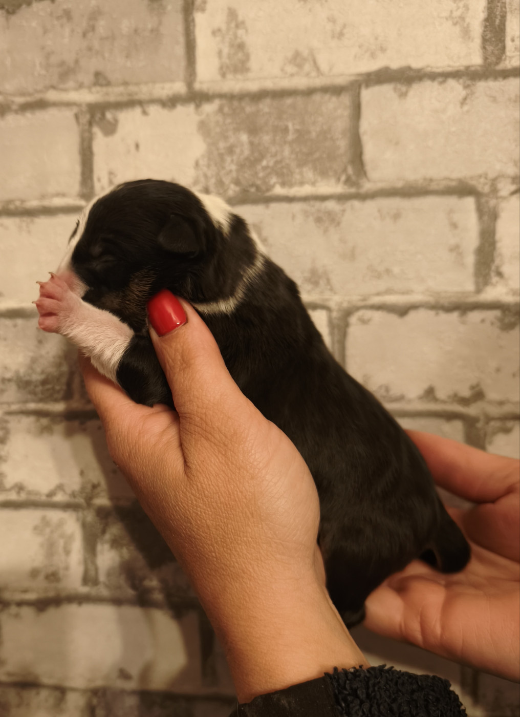 Of Secret's Sources - Chiots disponibles - Bull Terrier Miniature