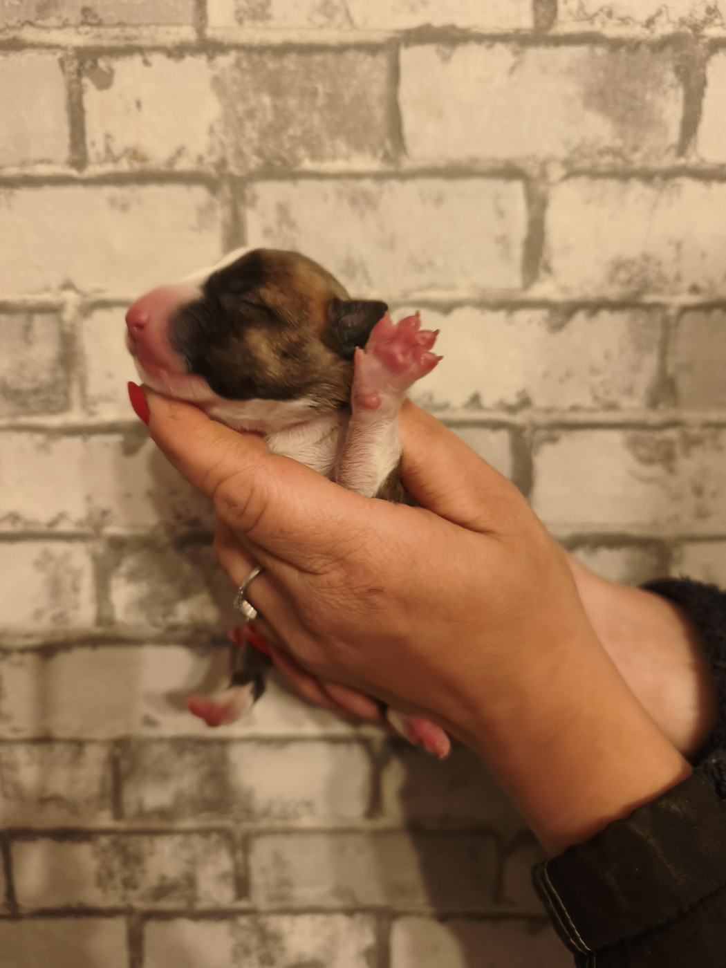 Of Secret's Sources - Chiots disponibles - Bull Terrier Miniature