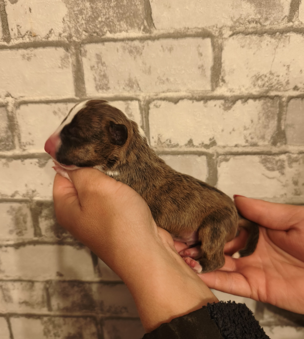 Of Secret's Sources - Chiots disponibles - Bull Terrier Miniature