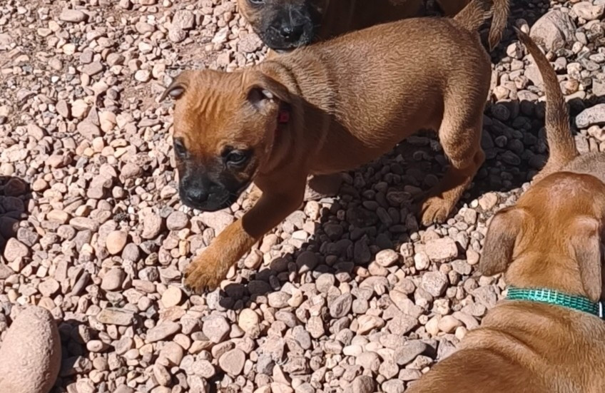Of Secret's Sources - Chiots disponibles - Staffordshire Bull Terrier