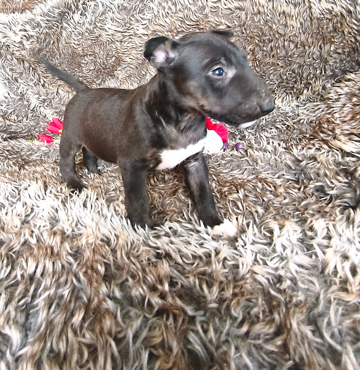Of Secret's Sources - Chiots disponibles - Bull Terrier Miniature