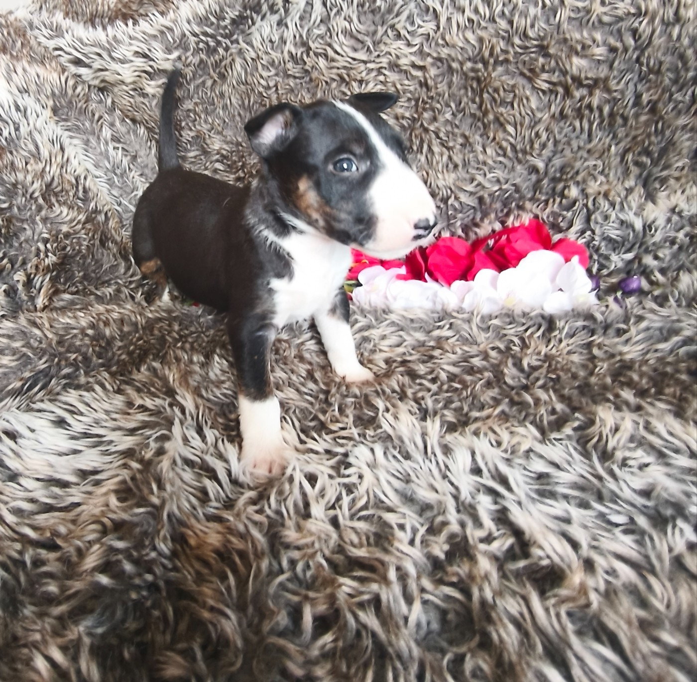 Of Secret's Sources - Chiots disponibles - Bull Terrier Miniature