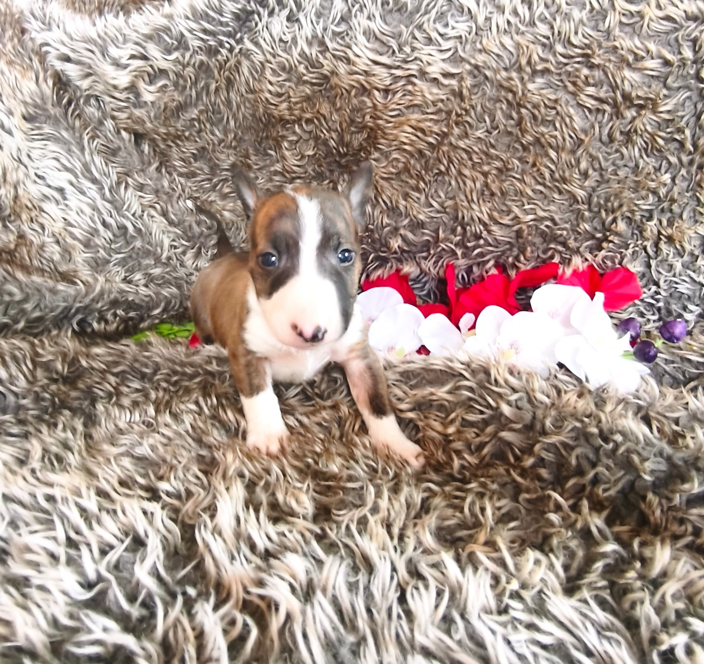 Of Secret's Sources - Chiots disponibles - Bull Terrier Miniature