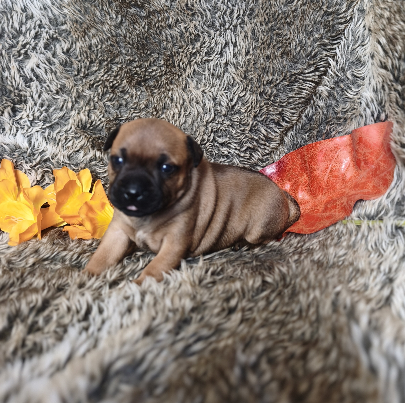 Of Secret's Sources - Chiots disponibles - Staffordshire Bull Terrier