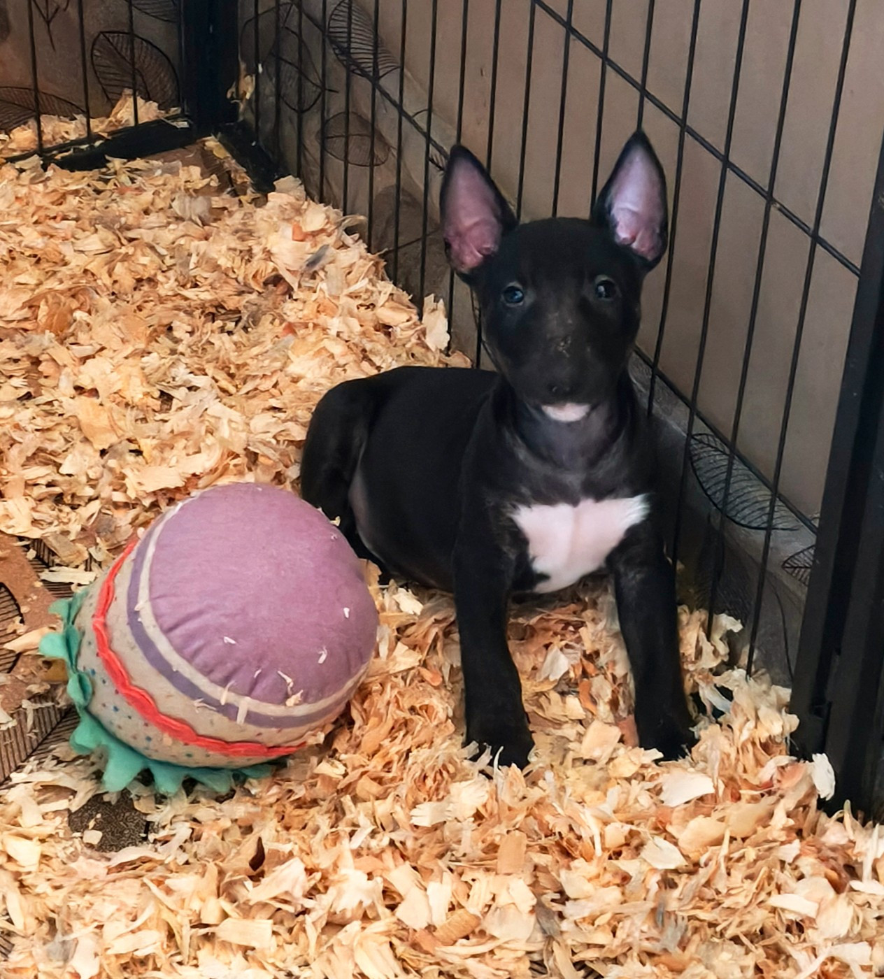 Of Secret's Sources - Chiots disponibles - Bull Terrier Miniature