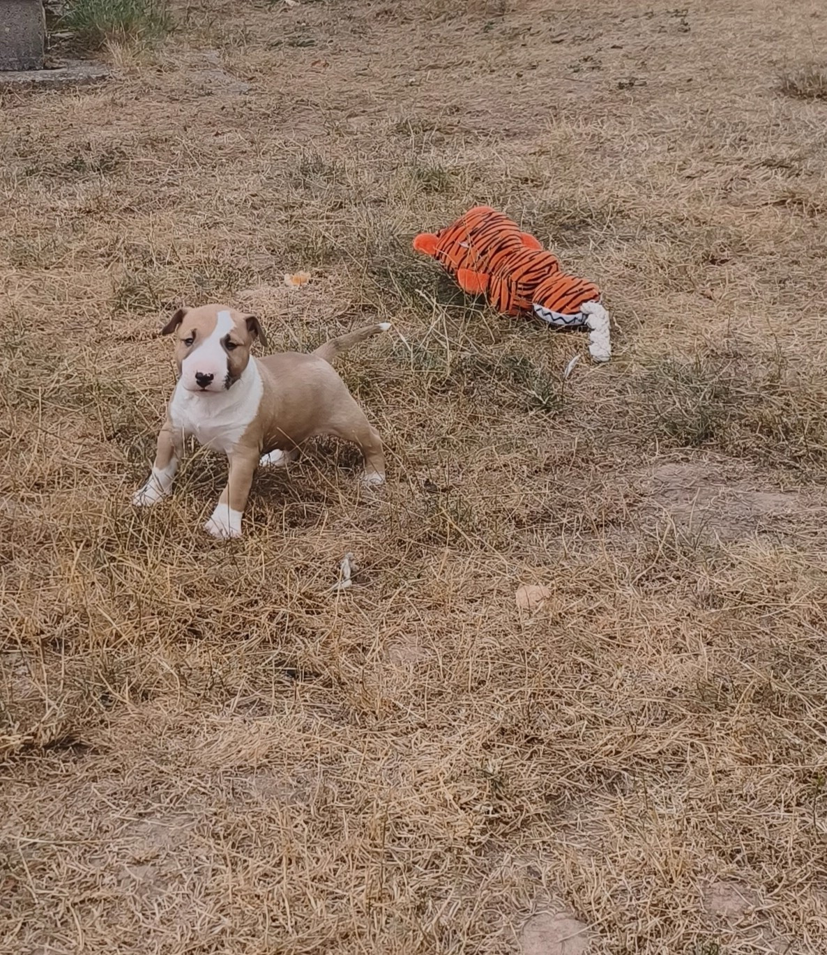 Of Secret's Sources - Chiots disponibles - Bull Terrier Miniature