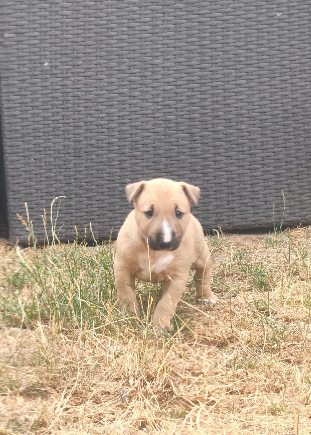 Of Secret's Sources - Bull Terrier Miniature - Portée née le 17/07/2026