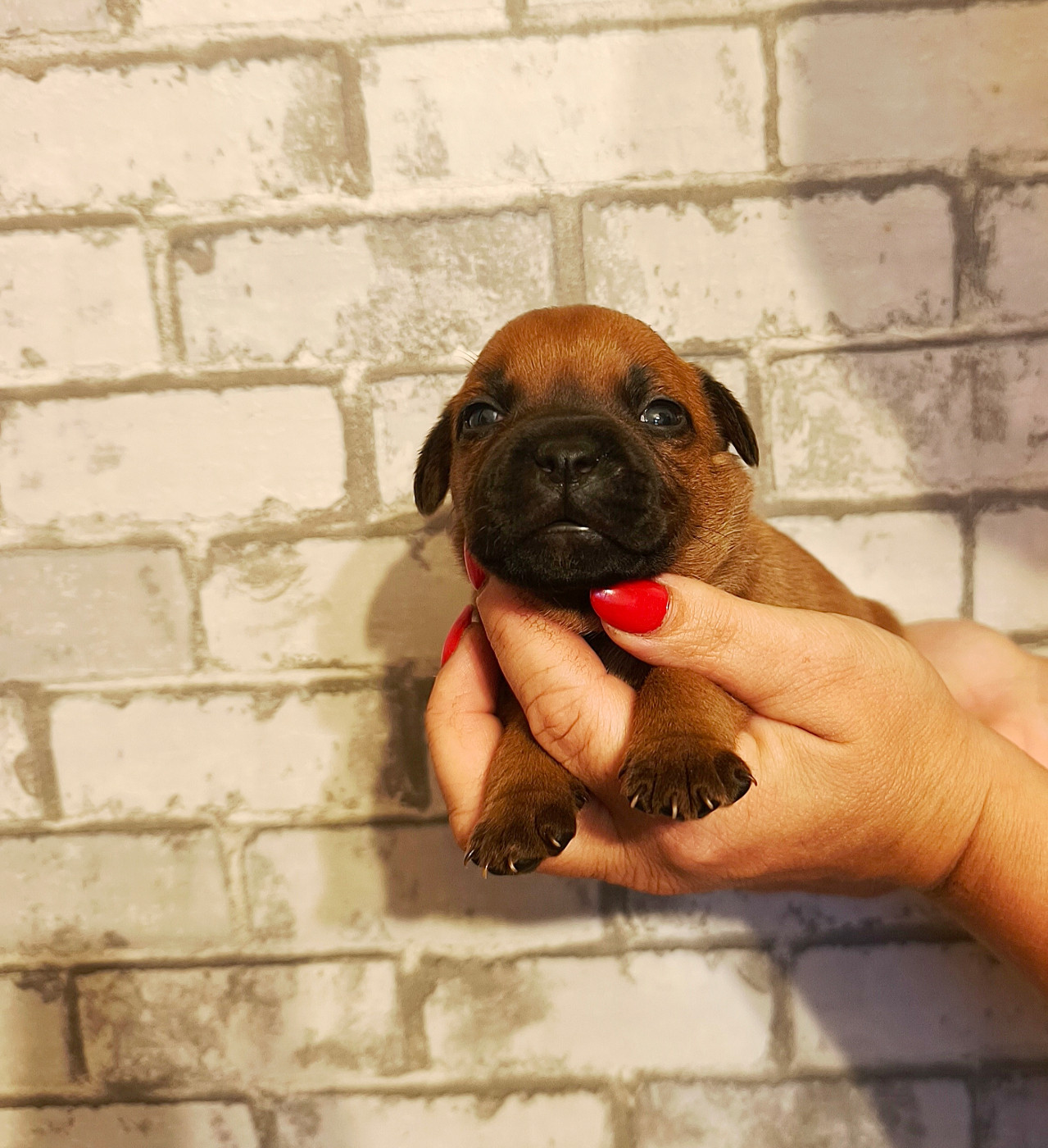 Of Secret's Sources - Chiots disponibles - Staffordshire Bull Terrier