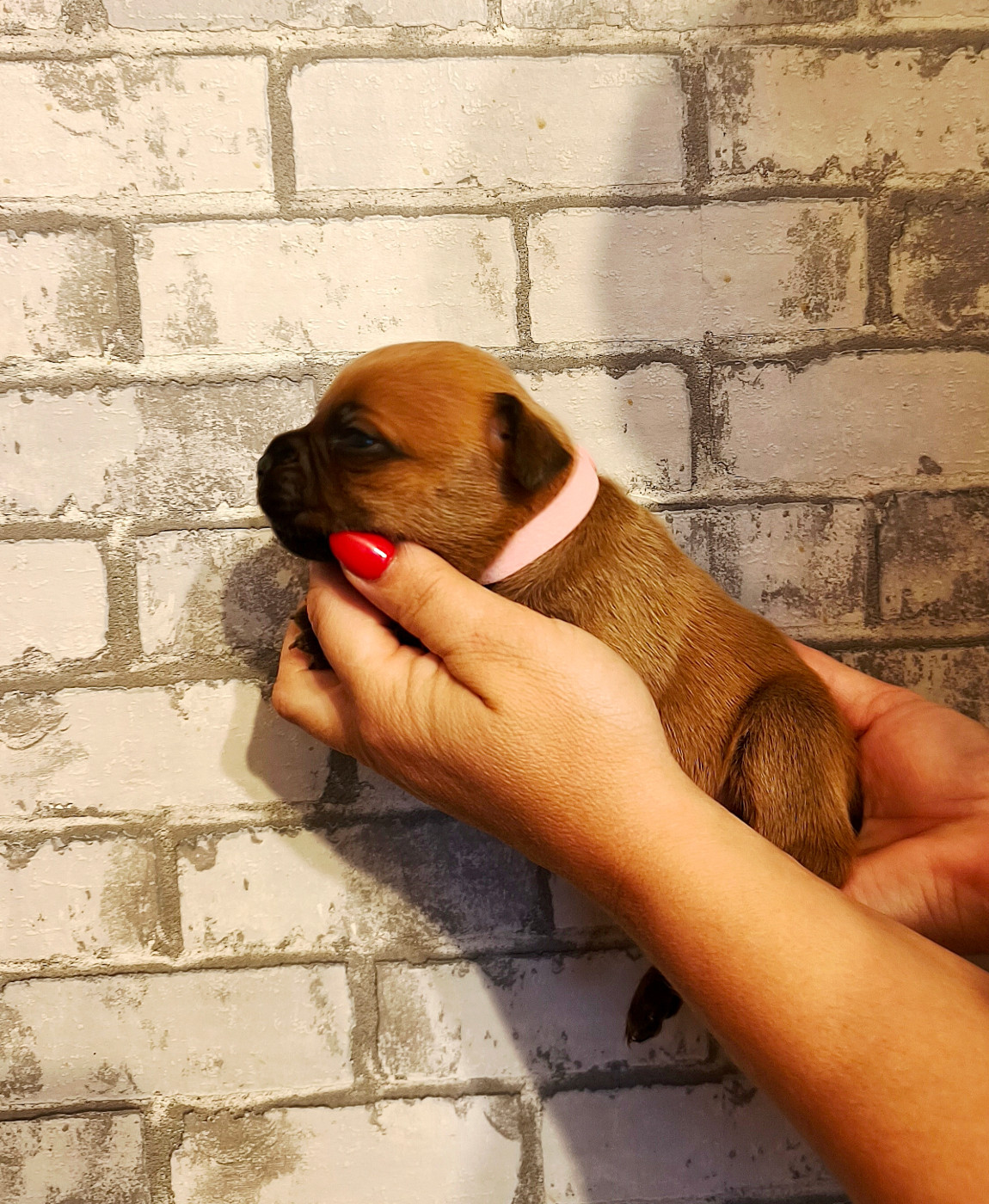 Of Secret's Sources - Chiots disponibles - Staffordshire Bull Terrier