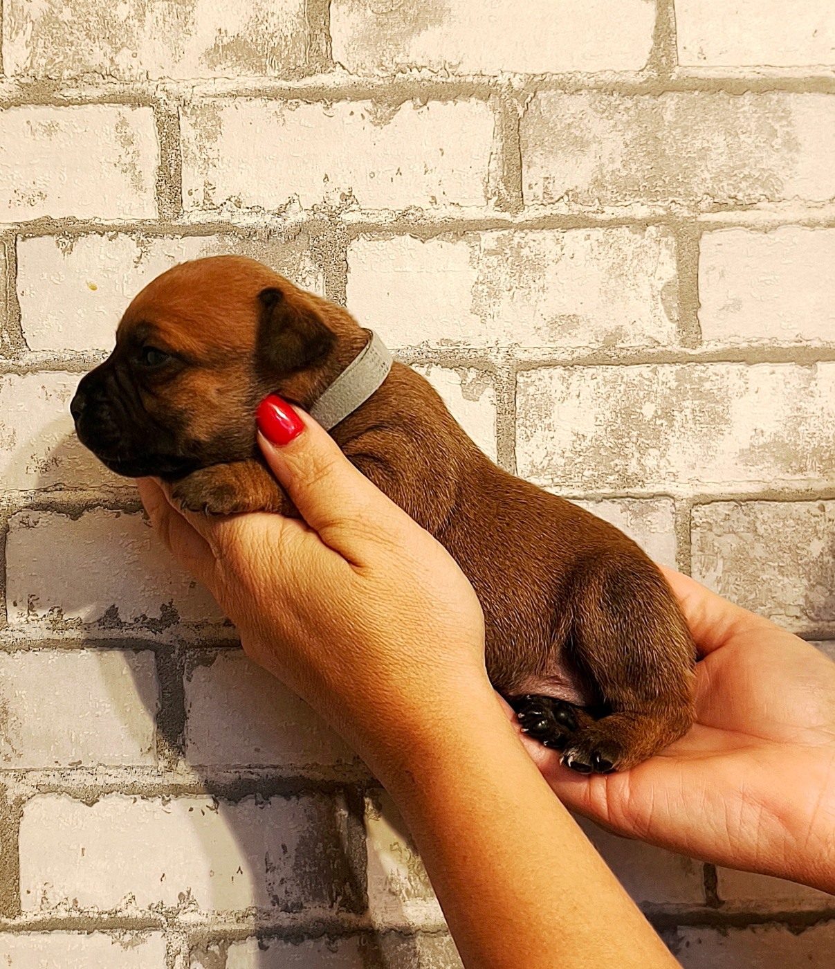 Of Secret's Sources - Chiots disponibles - Staffordshire Bull Terrier