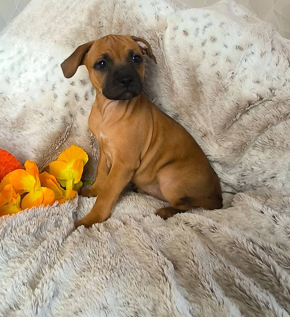 Of Secret's Sources - Chiots disponibles - Staffordshire Bull Terrier