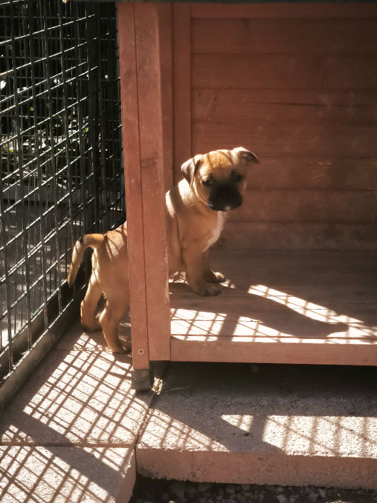 Of Secret's Sources - Chiots disponibles - Staffordshire Bull Terrier