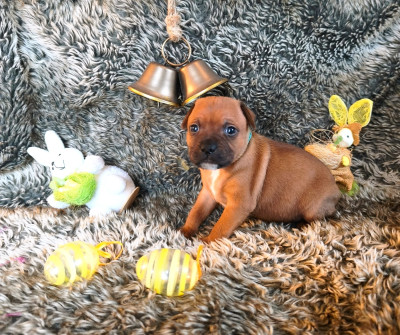 Chiot N°1