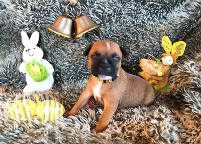 Chiot N°2