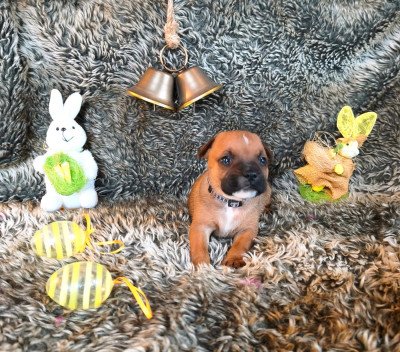 Chiot N°5